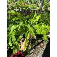 ราคา ต้นเฟิรน์ใบมะขาม#ต้นไม้หอกอากาศ#กระถาง 6 นิ้ว (25301468452)