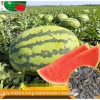 ราคา Lazy melon king huge giant lazy watermelon seed seeds in the south of the four seasons potted lazy watermelon seedlings (43828066730)