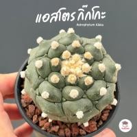 ราคา แอสโตร กิ๊กโกะ Astrophytum Kikko แคคตัส กระบองเพชร cactus&succulent (6439774474)
