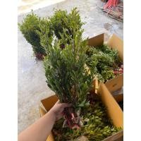 ราคา เซทไทรเกาหลี 50 กิ่ง 490 บาท #แถมฟรี5 (14979570578)