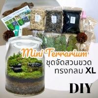 ราคา ชุดจัดสวนขวด สวนขวด Terrarium ขวดแก้วใหญ่ XL (19390114985)
