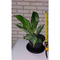 ราคา เศรษฐีวิลสันด่าง dieffenvachia variegated (23027938917)