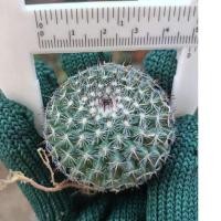 ราคา แคคตัส แมมแม่เฒ่า ไม้เมล็ด (12512458691)