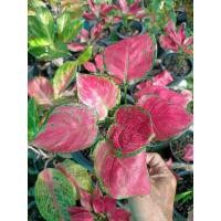 ราคา ไม้มงคล อโกลนีมา Aglaonema ซุปเปอร์เรด (28177936987)