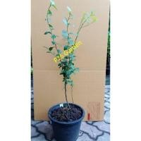 ราคา ต้น บลูเบอรี่ - เล็กซี ต้นอายุ 3 ปี+ (Blueberry - LEXI) สูง 30-50 ซ.ม. (20957347948)