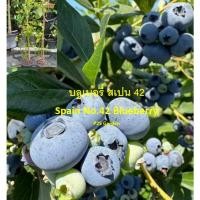 ราคา ต้นบลูเบอรี่ พันธุ์ สเปน 42 (Spain No.42 Blueberry) ต้นเพาะเนื้อเยื่อ นำเข้าทั้งต้น (57152376539)