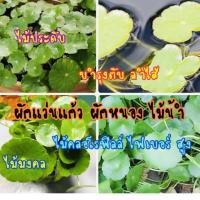 ราคา ผักแว่นแก้ว บัวใหญ่ ผักหนอง หนองใหญ่ (ชุด 10-20 ต้น) (10603944068)
