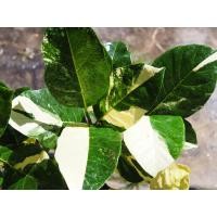 ราคา ต้นขนุนทองประเสริฐด่าง กิ่งทาบ(Artocarpus heterophyllus variegated.) (18787082619)