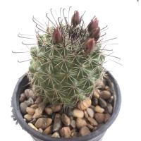 ราคา กระบองเพชร แคคตัส แมมหนามตะขอดำ Mammillaria beneckei (17533064247)