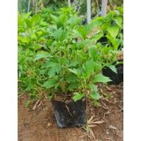 ราคา ต้นจิงจูฉ่าย ออร์แกนิก | ผักจิงจูฉ่าย สดใหม่ พร้อมปลูก บำรุงปอด บรรเทาอาการภูมิแพ้ (25546339150)