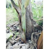 ราคา หน่อกล้วยน้ำว้ามะลิอ่อง 1ชุด 2หน่อ (ตัดยอด) (42012465301)