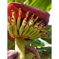 ราคา หน่อกล้วยน้ำว้า พระราชทาน (12601790827)