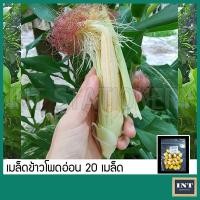 ราคา เมล็ดข้าวโพดฝักอ่อน ข้าวโพดอ่อน 20 เมล็ด เมล็ดพันธุ์ผัก เมล็ดผัก เมล็ดพันธุ์ข้าวโพดอ่อน Baby corn ผักสวนครัว (12472706187)