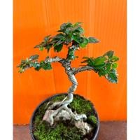 ราคา บอนไซ ชาฮกเกี้ยน เกาะหิน (24113224709)