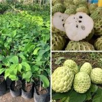 ราคา ต้นน้อยหน่าเพชรปากช่องแบบเสียบยอด (53805013906)