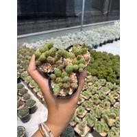 ราคา opuntia tunilla corrugata (แคคตัส กระบองเพชร cactus) (20030895171)