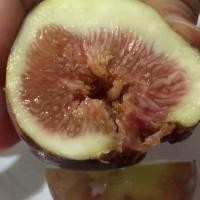 ราคา 10 เมล็ด มะเดื่อฝรั่ง Figs สายพันธุ์ BTM6 มะเดื่อฝรั่ง ลูกฟิก (10716818939)