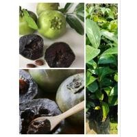 ราคา ต้นพลับช็อกโกแลต กลิ่นหอมหวาน สูง60-80ซ.ม แบบเพาะเม็ด (6870140985)