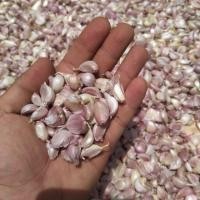 ราคา ส่งฟรีกระเทียมแกะกลีบ กลีบรวม กลีบแน่น เหมาะสำหรับพ่อบ้านแม่บ้านในการทำอาหาร (6937176411)