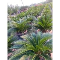 ราคา ต้นปรงญี่ปุ่น ไซร์กระถาง2ปี๊บ (จัดส่งแบบถอดกระถาง)สนใจทักแชทแม่ค้าเลยคะ (16083144311)