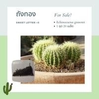 ราคา เมล็ด ถังทอง Echinocactus grusonii แคคตัส กระบองเพชร 20 เมล็ด Sweet Letter (9145386596)