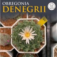 ราคา Obregonia denegrii กลีบกระทง ไซค์ใหญ่ (24770841905)