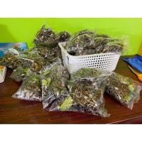 ราคา พร้อมส่งเขียดนาตากแห้ง100กรัม 90 บาทปรุงแล้วจ้า พร้อม รับประทาน (8536737147)