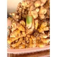 ราคา ต้นพันธุ์ ว่านเอ็นเหลือง ในถุงดำพร้อมปลูก 39 บาท ใช้แปรรูปทำเป็นผงได้ ทำยาได้ สุดยอดสมุนไพรไทย (25619672204)