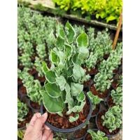 ราคา ต้นกวักเงิน ไม้มงคลนำโชค พร้อมกระถาง (21653317994)