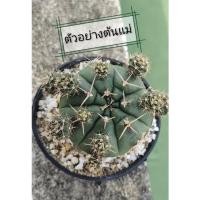 ราคา ยิมโนแม่ลูกดก​ ยิมโนลูกชุบ​ สวยๆ (16059149910)