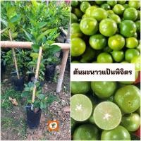 ราคา ต้นมะนาวแป้นพิจิตร มะนาวแป้น มะนาว (25191836141)
