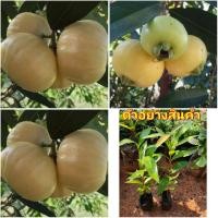 ราคา (2ต้น)(vาย ต้นพันธุ์) ต้น ชมพู่น้ำดอกไม้ ต้นชมพู่น้ำดอกไม้ ชมพู่ น้ำดอกไม้ ต้นชมพู่ happy (17722332874)