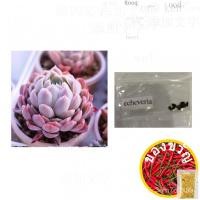 ราคา Echeveria Ecastle เมล็ดลิเธียมกระบองเพชรฉ่ำ สวน/กระโปรง/แม่และเด็ก/หมวก/รองเท้า/กุหลาบ/ดอกไม้/ของเล่น/seeds/ เวลาเล่น 7H (12397317522)