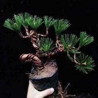 ราคา สนดำขนาดเล็กบอนไซขนาดเล็กบอนไซกระถางสนห้าเข็มบอนไซญี่ปุ่นมิวะต้นกล้าในร่มวัสดุขนาดเล็กสี่ฤดู (28522901744)