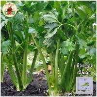ราคา เมล็ดพันธุ์ขึ้นฉ่ายยักษ์(Giant Celery) (25545476042)