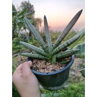 ราคา ว่านงาช้าง/ หรือลิ้นมังกร/ หรือต้นหอกแอฟริกัน (50905684851)