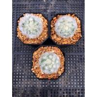 ราคา กระบองเพชร(cactus)แมมขนนกขาว (5593423081)