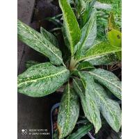 ราคา ต้นสาวน้อยประแป้งส่งตามรูป (13819509822)