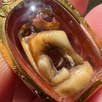 ราคา เสือเขย่ง(องค์ครู-เนื้อเขี้ยวเสือ)หลวงตาแช่ม ชุดก้นย่ามหลวงพ่อแช่ม อินทสโร วัดตาก้อง นครปฐม 2470 ยุคต้น (25438546234)