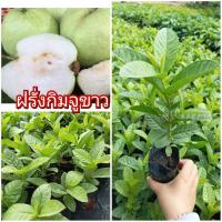 ราคา ต้นฝรั่งกิมจูขาว หวาน กรอบ (29574245352)