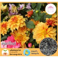 ราคา ดอกรักเร่ จำนวน 120 เมล็ด (41968759178)
