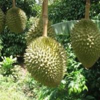 ราคา ทุเรียนพวงมณีเสียบยอดขนาด70ซม.(1ต้น) (5407386877)