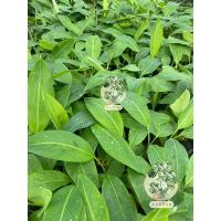 ราคา ต้นกล้วยไข่ พันธุ์เกษตรศาสตร์2 (จำนวน 10 ต้น)พันธุ์ดีหวีเยอะ รสชาตอร่อยปราศจากหนอนกอ 100 % (เพาะเนื้อเยื่อ) (7929244987)