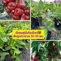 ราคา ชมพู่ทับทิมจันทร์แท้ พร้อมปลูก (19581649447)