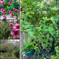 ราคา ต้นบานบุรีสีม่วง (Allamanda) เป็นไม้ดอกที่มีความสวยงามและโดดเด่นด้วยดอกที่มีสีสดใสสวยงาม มีลักษณะเป็นไม้พุ่มเลื้อย (27032345838)