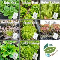 ราคา เมล็ดพันธุ์ ผักสลัด อัตรางอกดี นำเข้าจากนิวซีแลนด์ GreenOak RedOak Cos BabyCos Butterhead Frille Iceberg (10911260626)