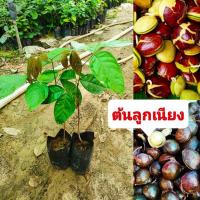 ราคา ต้นลูกเนียง ผลไม้ผักทานกับน้ำพริก ขนมจีน ประกอบอาการได้หลายอย่าง ต้นกล้าเเข็งเเรงพร้อมปลูก (13095132704)