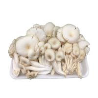 ราคา เห็ดนางฟ้าสด เห็ดนางฟ้าสีขาว - ผักผลไม้ (42176810509)