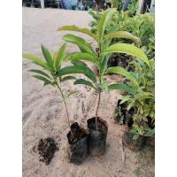 ราคา ละมุดกระสวย​มาเลย์เเบบเพาะเมล็ด (6377811074)