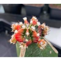 ราคา ยิมโนหัวสี ยิมโนสีชมพู ยิมโนหัวสีล้วน กระบองเพชร แคคตัสหัวสี ยิมโนไม้เมล็ด (25682497530)